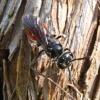 Sphecodes puncticeps